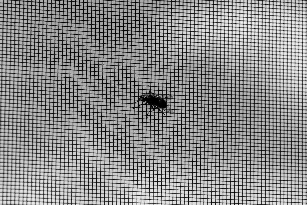 Close-up of fly-screen mesh with a fly on the outside